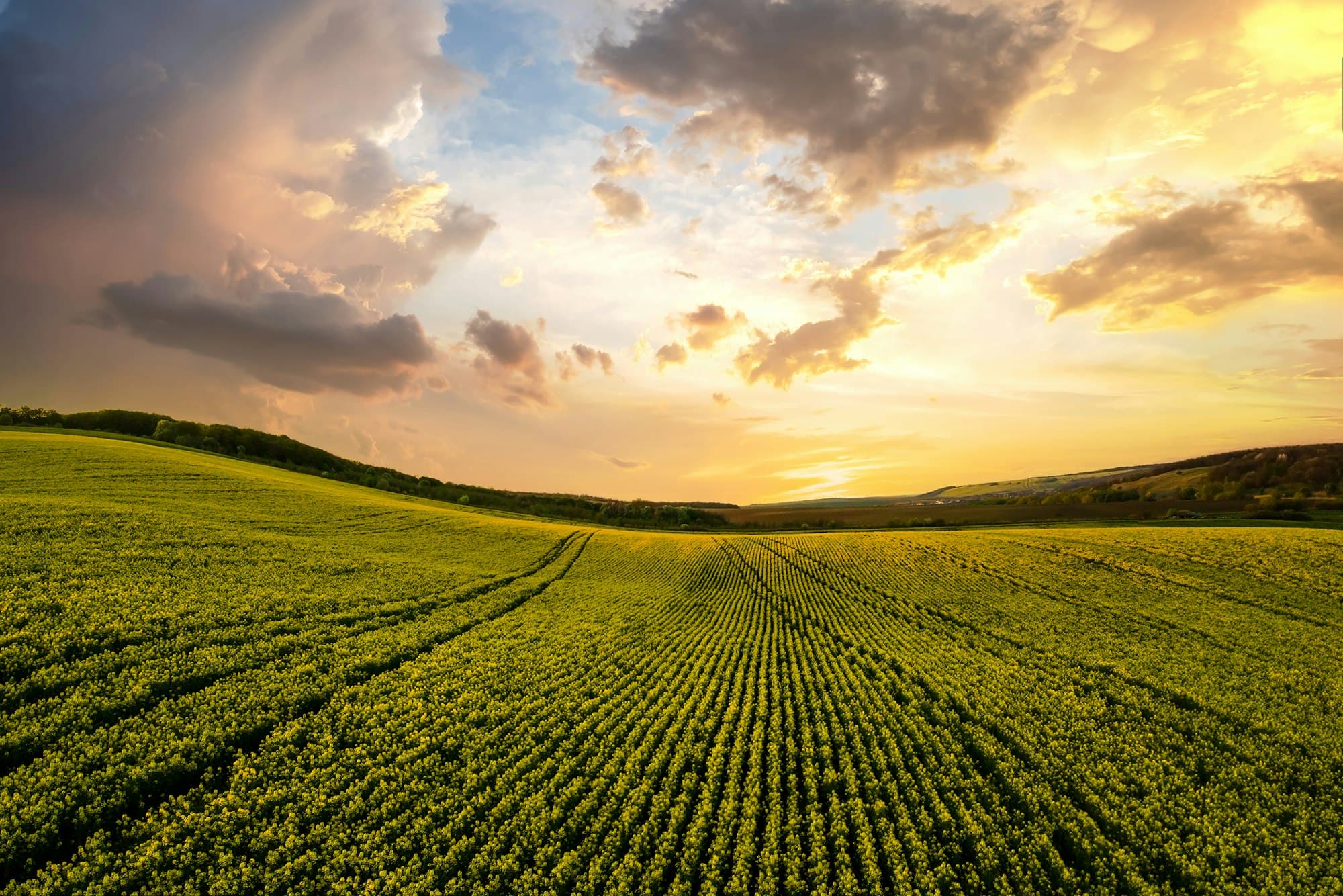 Premier Agric